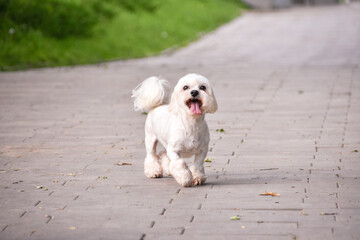 Joyful Maltese dog runs along the path in the park against the background of green grass