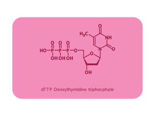 dTTP Deoxythymidine triphosphate Nucleoside molecular structure diagram on white background. DNA and RNA building block consisting of nitrogenous base, sugar and phosphate.