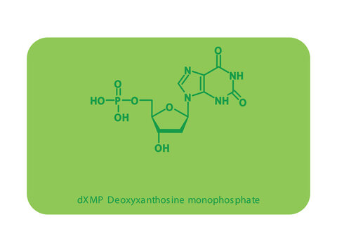dXMP Deoxyxanthosine monophosphate Nucleotide molecular structure diagram on white background. DNA and RNA building block consisting of nitrogenous base, sugar and phosphate.