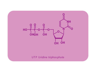 UTP Uridine triphosphate Nucleoside molecular structure diagram on white background. DNA and RNA building block consisting of nitrogenous base, sugar and phosphate.