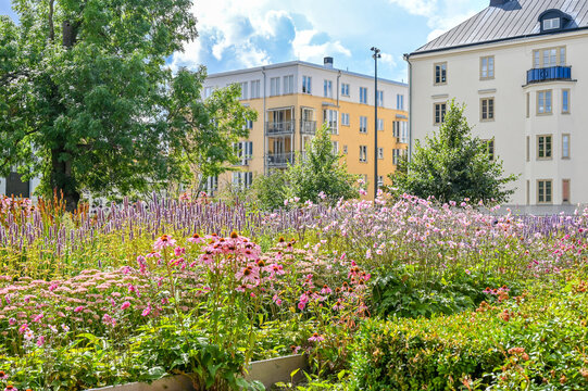 Purple coneflower blooming in a flower bed in a city park in Norrk&ouml;ping during summer in Sweden.  