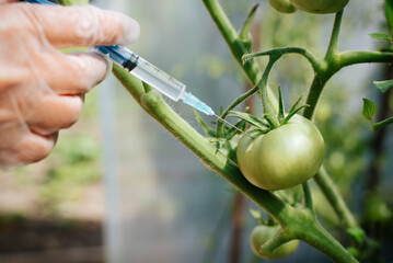 Close-up of a gloved hand of a biologist injecting a GMO vaccine into the dna of an unripe tomato inside a greenhouse. Selective focus on syringe needle and vegetables - obrazy, fototapety, plakaty