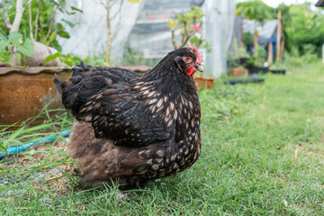 laying hens pure breed chicken buff orpington silver laced. too fat laying hens in the backyard.