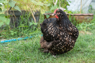 laying hens pure breed chicken buff orpington silver laced. too fat laying hens in the backyard.