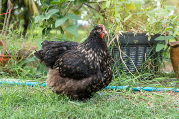 laying hens pure breed chicken buff orpington silver laced. too fat laying hens in the backyard.