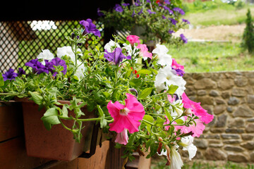 Fototapeta na wymiar Colorful petunia flowers in a garden on the green background and stone wall