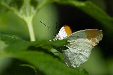 Anthocharis cardamines Butterfly