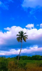 Coconut palm tree and blue sky with clouds