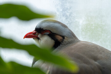 Chukar Partridge