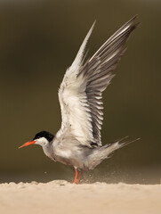 White-cheeked Tern stretching its wings to fly, Bahrain