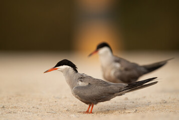 White-cheeked Terns perched on the ground, Bahrain