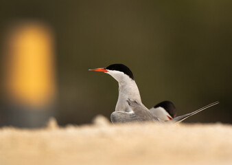 White-cheeked Tern perched on the ground, Bahrain