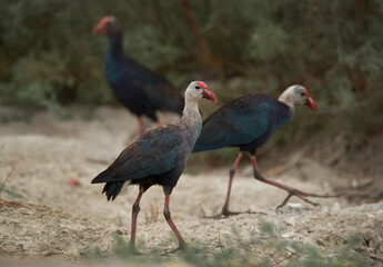 Grey-headed Swamphens at Asker marsh, Bahrain