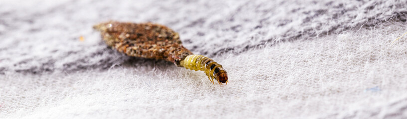 Wall moth larvae, found crawling up walls or clothing, inside a small cocoon, feed on fur (including the wool of clothing), feathers, leather, dead skin fragments, hair and paper.