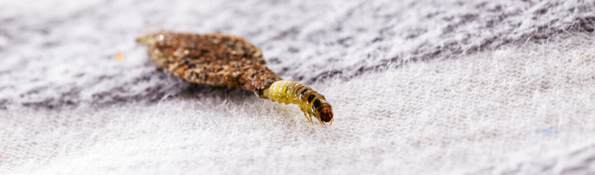 「Tineidae」の画像 171 件の Stock 写真、ベクターおよびビデオ Adobe Stock