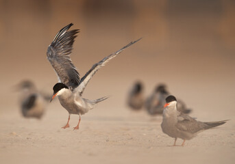 White-cheeked tern stretchig its wings while preening, Bahrain