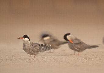 White-cheeked Tern perched on the ground, Bahrain
