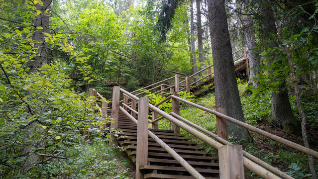 Narrow wooden path winding through forest. Picture of stairs on a hill leading to the top. Nature trail. Latvia.
