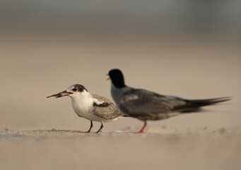 White-cheeked tern mother feeding its juvenile, Bahrain