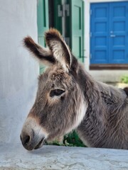 Fototapeta premium Donkey in summer
