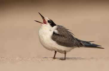 White-cheeked tern juvenile calling for food, Bahrain