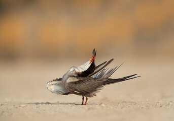Closeup of a White-cheeked tern preening, Bahrain