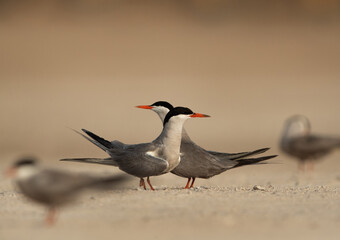 White-cheeked terns perched courtship dance, Bahrain