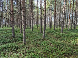 Obraz premium summer pine tree forest