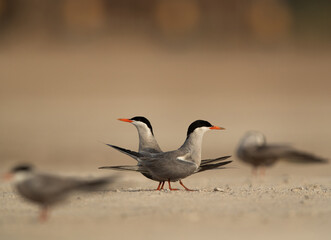 A pair of White-cheeked tern perched courtship dance, Bahrain