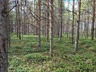 summer pine tree forest