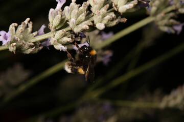 bumblebee (or bumble bee, bumble-bee, or humble-bee)
