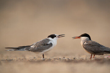 White-cheeked tern juvenile asking for food from mother, Bahrain