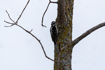 Downy Woodpecker Pecking At A Tree