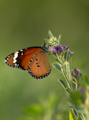 Plain tiger butterfly perched on a flower