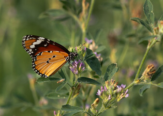 A plain tiger butterfly perched on a flower