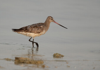 A portrait of a Bar-tailed Godwit at Busiateen coast of Bahrain