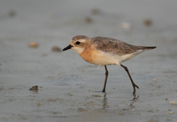 Lesser sand plover in breeding plumage at Busaiteen coast