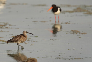 A Whimbrel  and a Oystercatcher at the backdrop , Bahrain