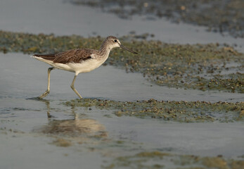 Closeup of a Common Greenshank, Bahrain