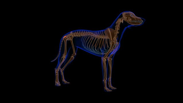 Coccygeus muscle Dog muscle Anatomy For Medical Concept 3D Animation