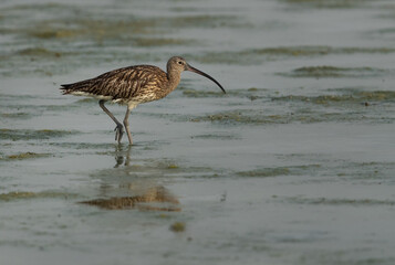 Eurasian curlew at Arad coast, Bahrain
