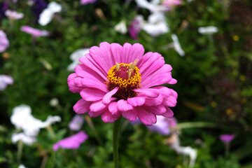 Obraz premium Beautiful pink flower on a background of green foliage