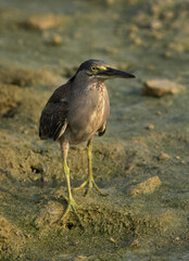 Closeup of Striated Heron at Bahrain