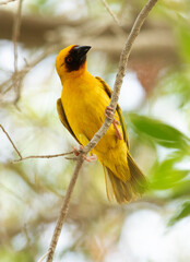 Ruppells weaver bird on tree branch, Bahrain
