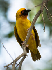 Closeup of a Ruppells weaver bird on tree branch, Bahrain