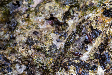 crab on some rocks by the sea. Rocks full of life and small crustaceans, wildlife