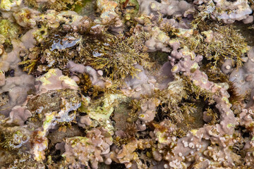 rocks on the coast of asturias, where small molluscs and crustaceans grow