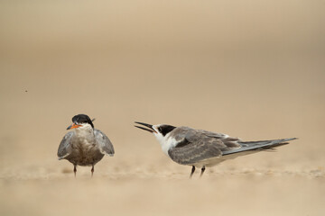 Juvenile White-cheeked Tern begging for food infront of mother Tubli, Bahrain