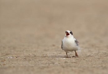 A juvenile White-cheeked Tern calling for food at Tubli coast of Bahrain