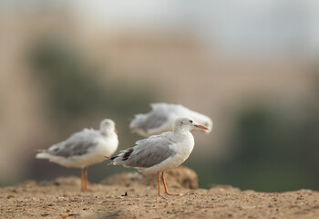 Sender-billed seagulls at Tubli coast, Bahrain